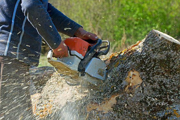 Best Tree Removal Cost  in USA